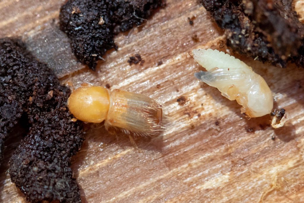 Bark Beetle